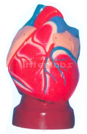 NATURAL HEART MODEL